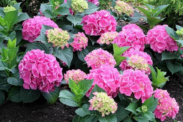 Hydrangea macrophylla