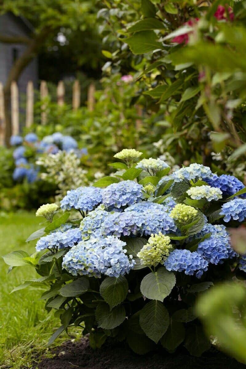 Hydrangea macrophylla