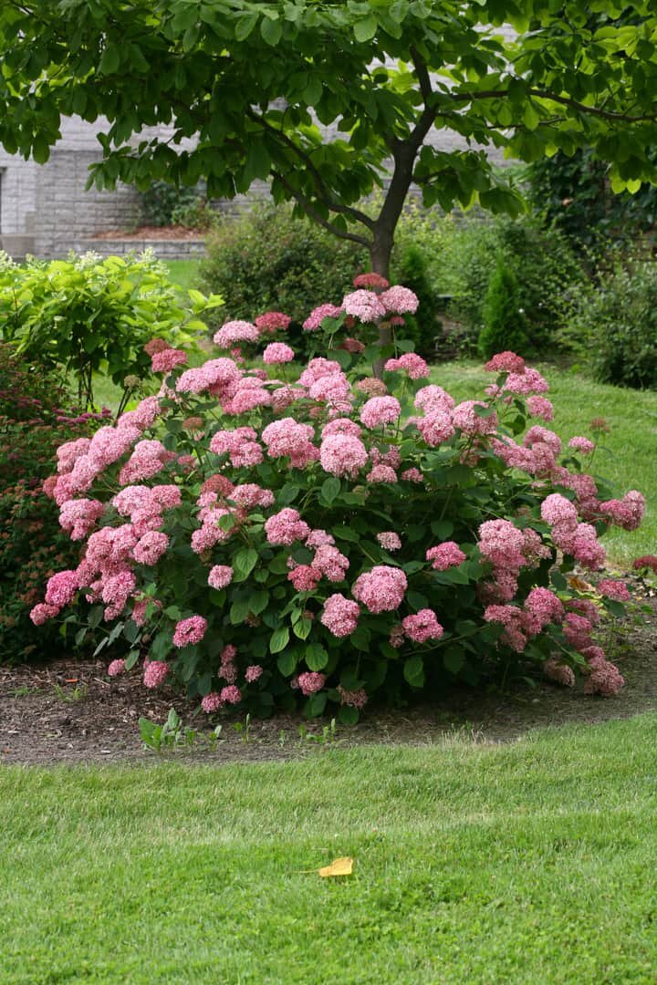 Hydrangea arborescens