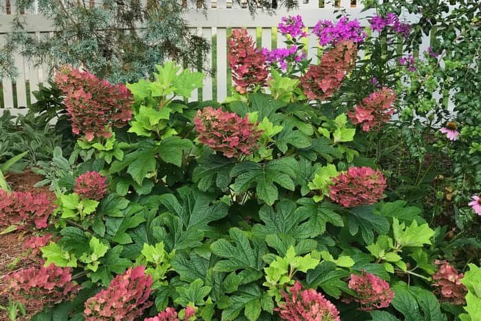 Hydrangea quercifolia Ruby Slippers