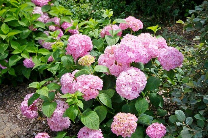 Гортензия крупнолистная Букет Роуз'