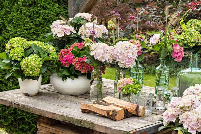 Rembrandt® Collection