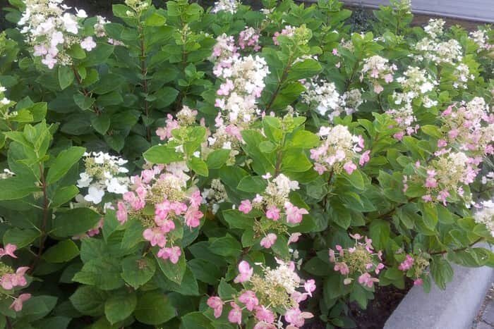 Darts Little Dot Darlido