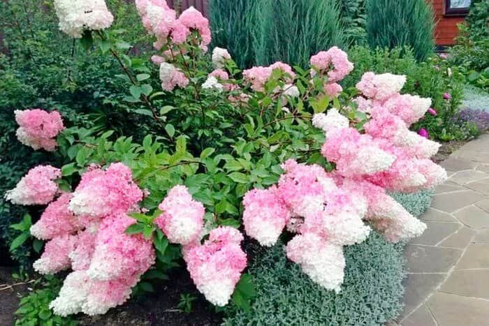 Гортензия метельчатая Ванилла Фрейз