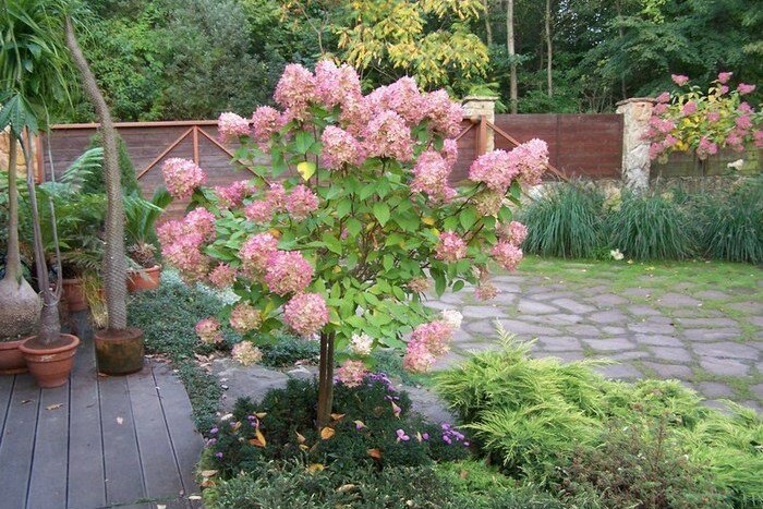 Гортензия фантом на штамбе